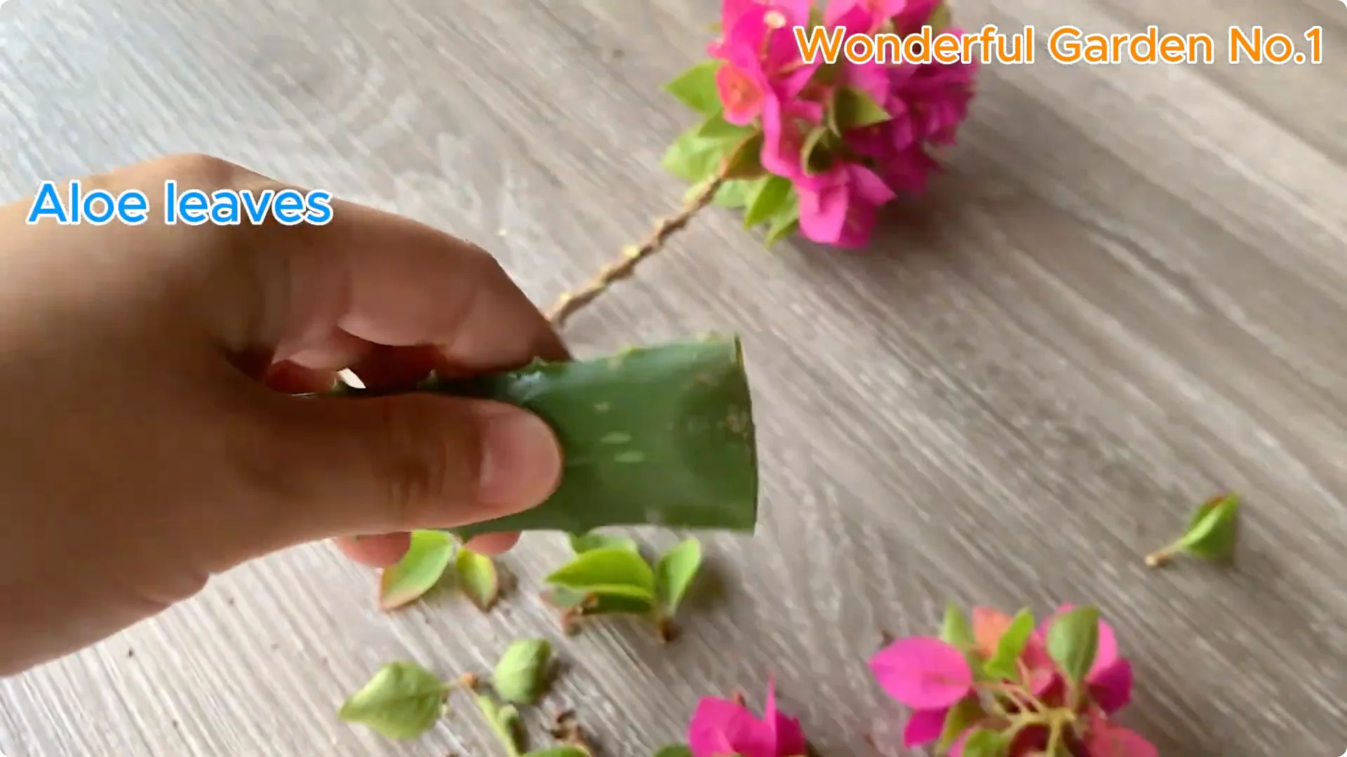 Discover a Simple Yet Unique Method to Propagate Bougainvillea screenshot 2