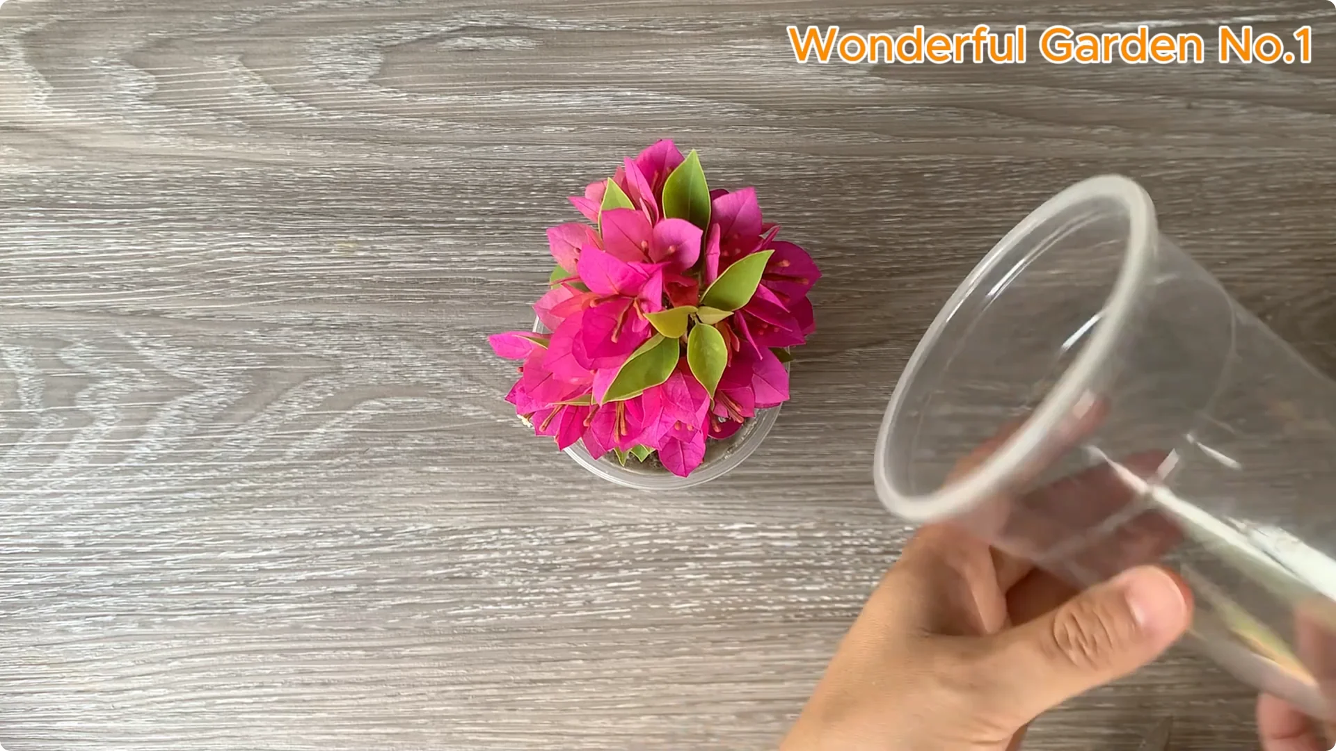 Discover a Simple Yet Unique Method to Propagate Bougainvillea screenshot 8