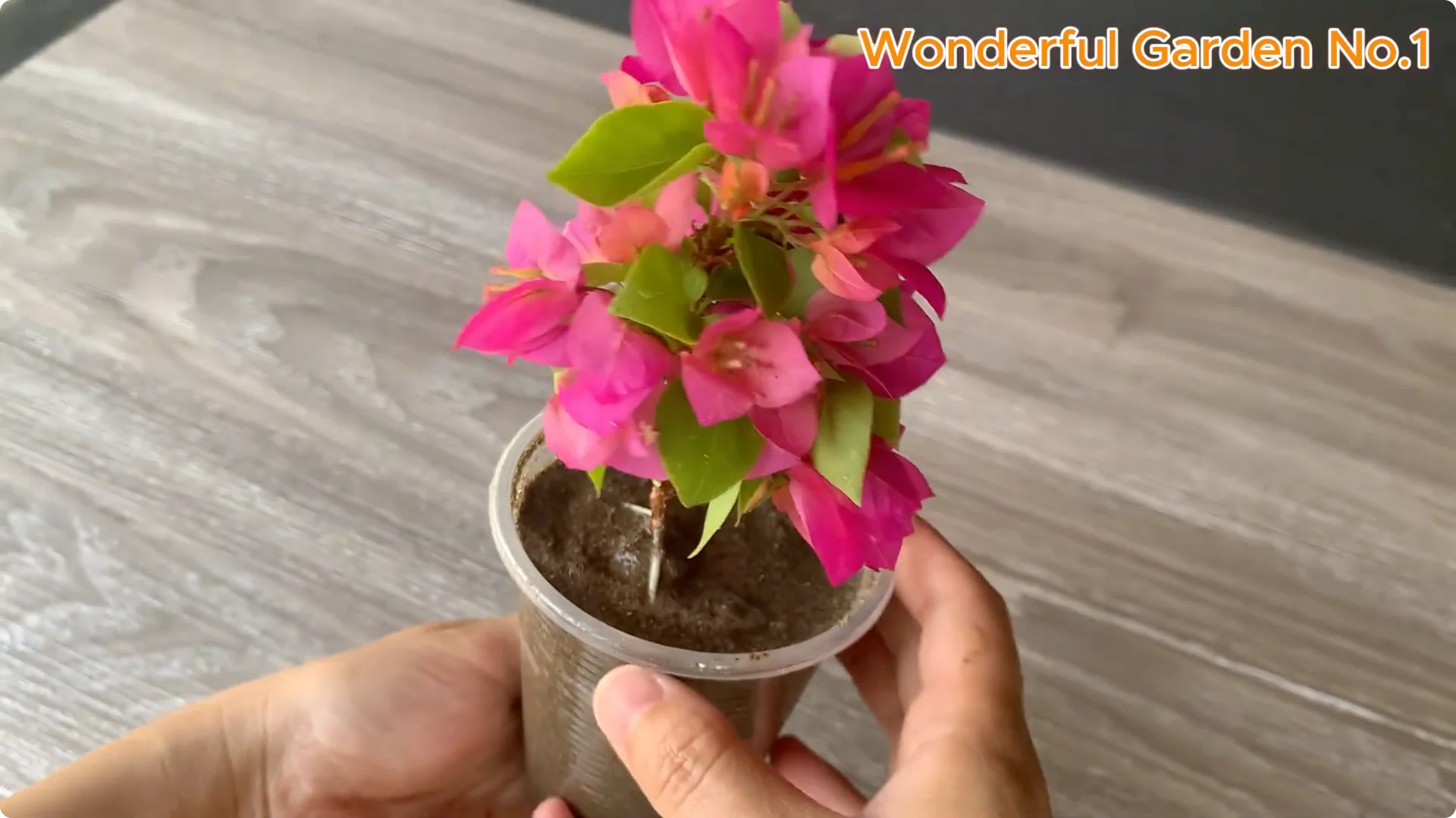 Discover a Simple Yet Unique Method to Propagate Bougainvillea screenshot 9