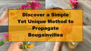 Discover a Simple Yet Unique Method to Propagate Bougainvillea - Featured Image
