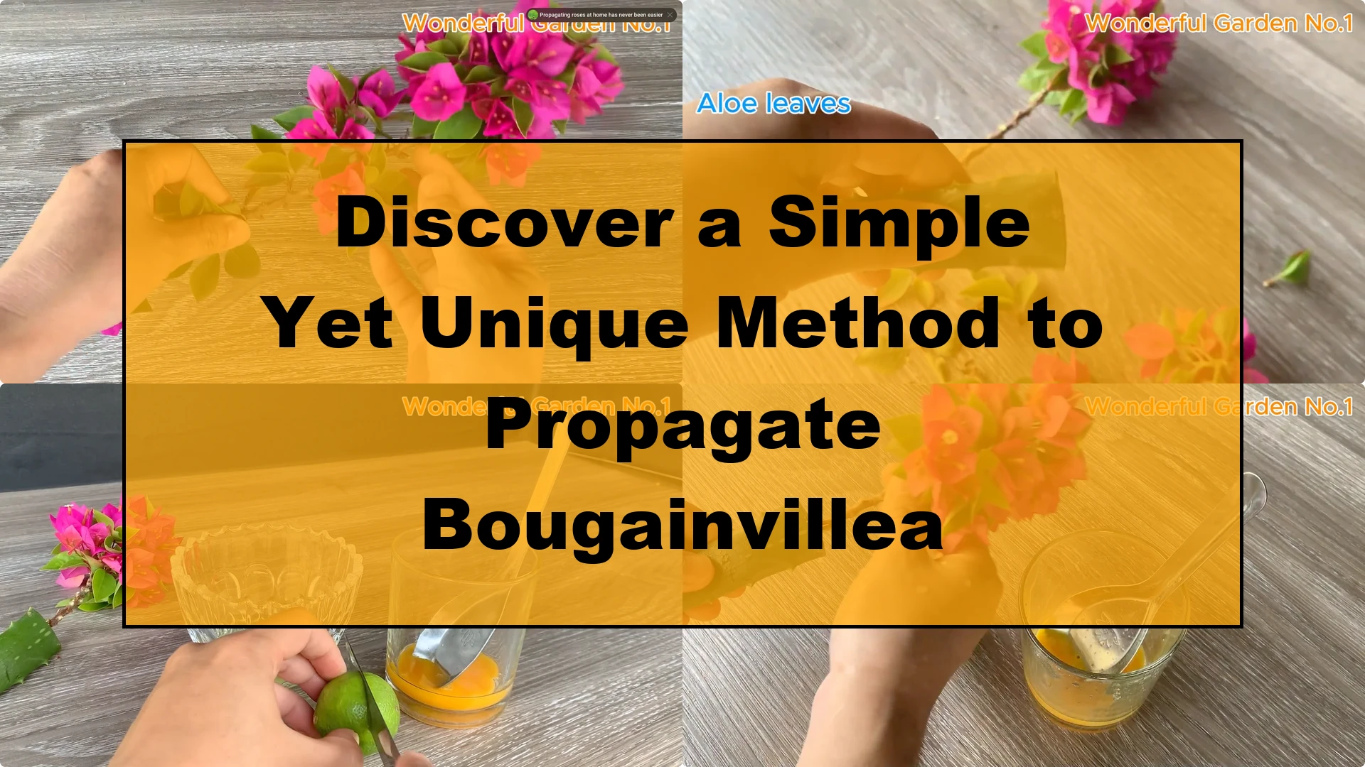 Discover a Simple Yet Unique Method to Propagate Bougainvillea - Featured Image