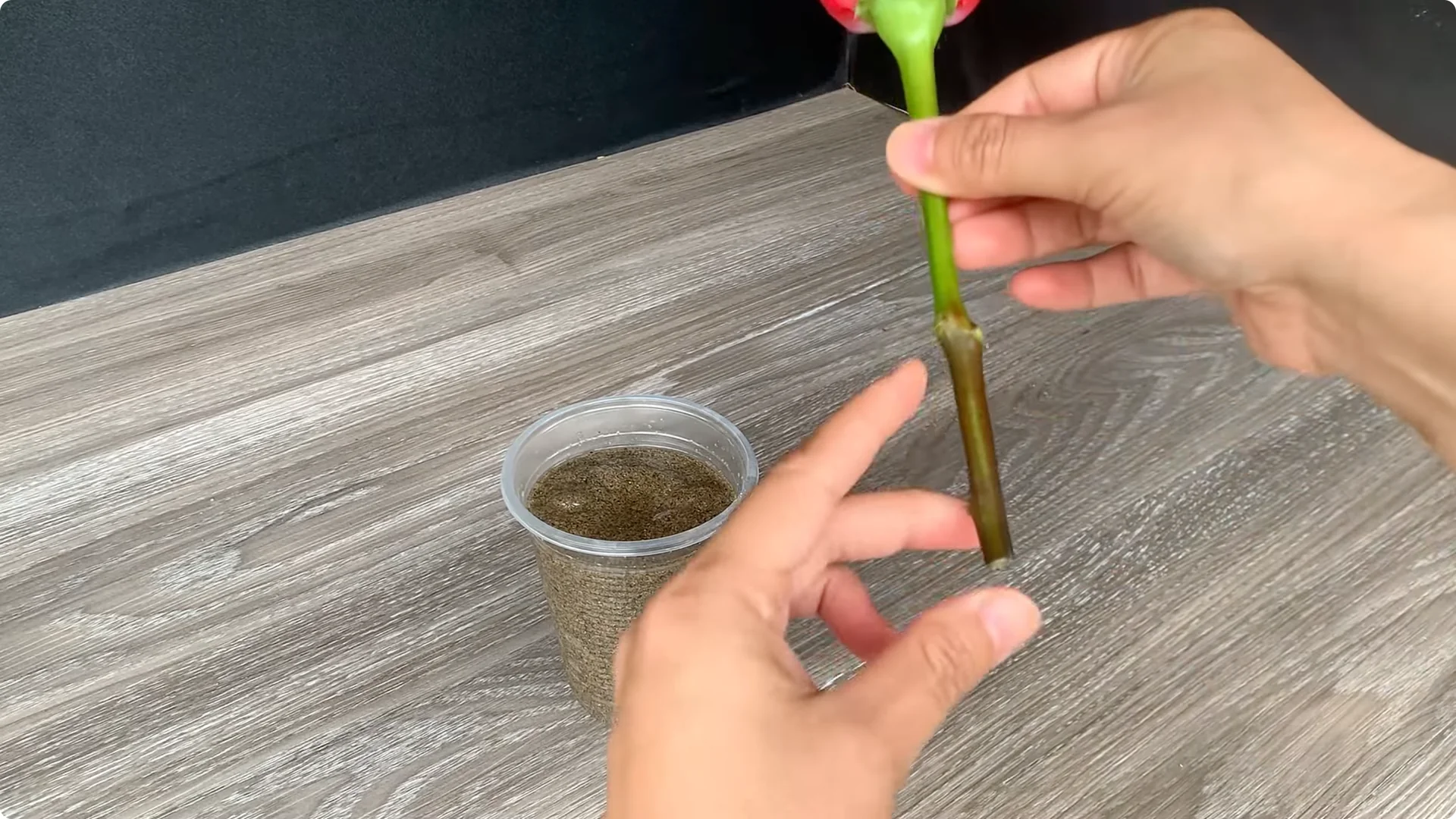 Discover This Unique, Effortless Method for Rose Propagation screenshot 7