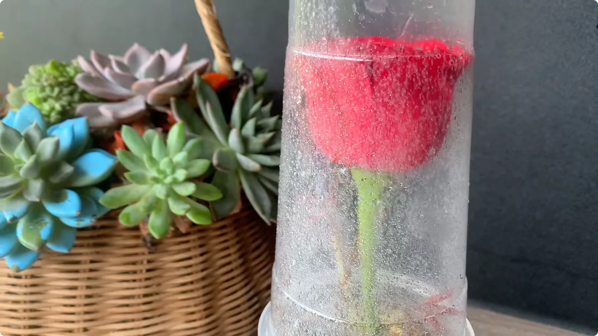 Discover This Unique, Effortless Method for Rose Propagation screenshot 9