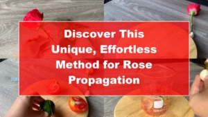 Discover This Unique, Effortless Method for Rose Propagation - Featured Image