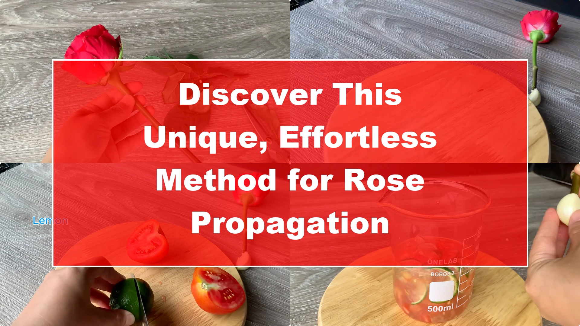 Discover This Unique, Effortless Method for Rose Propagation - Featured Image