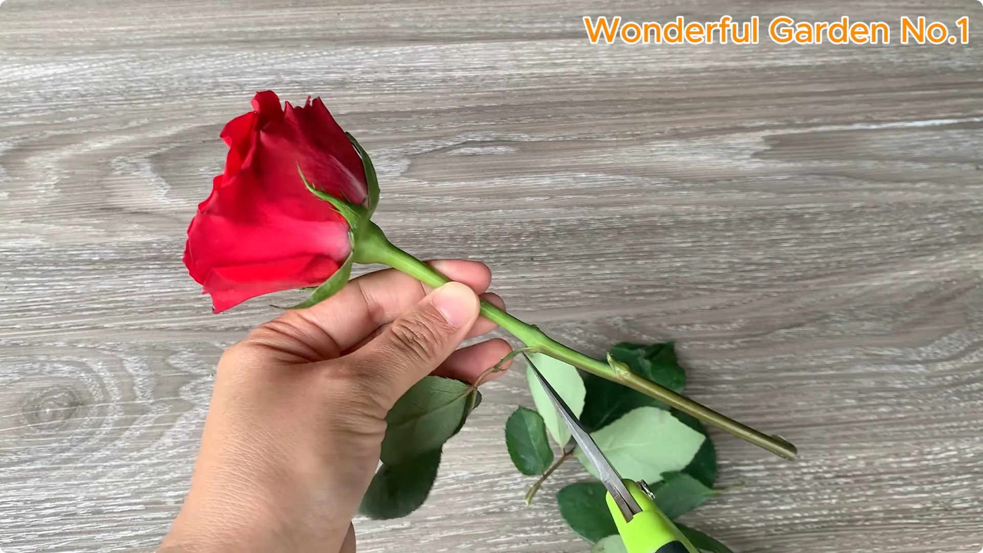 Discover This Unique Rose Propagation Method for Home Gardens screenshot 1