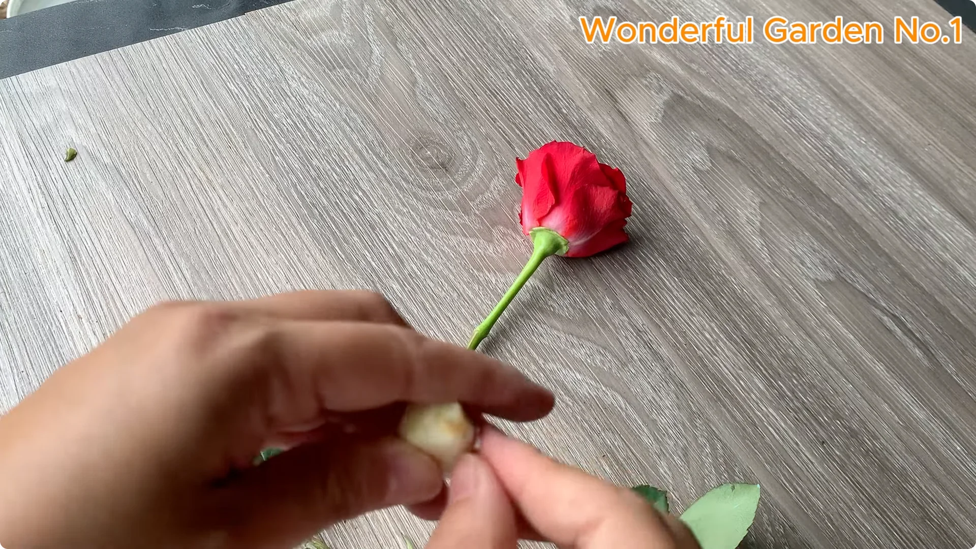 Discover This Unique Rose Propagation Method for Home Gardens screenshot 2
