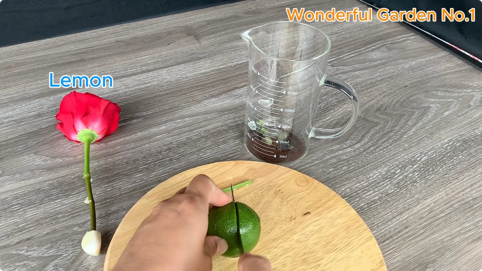 Discover This Unique Rose Propagation Method for Home Gardens screenshot 4