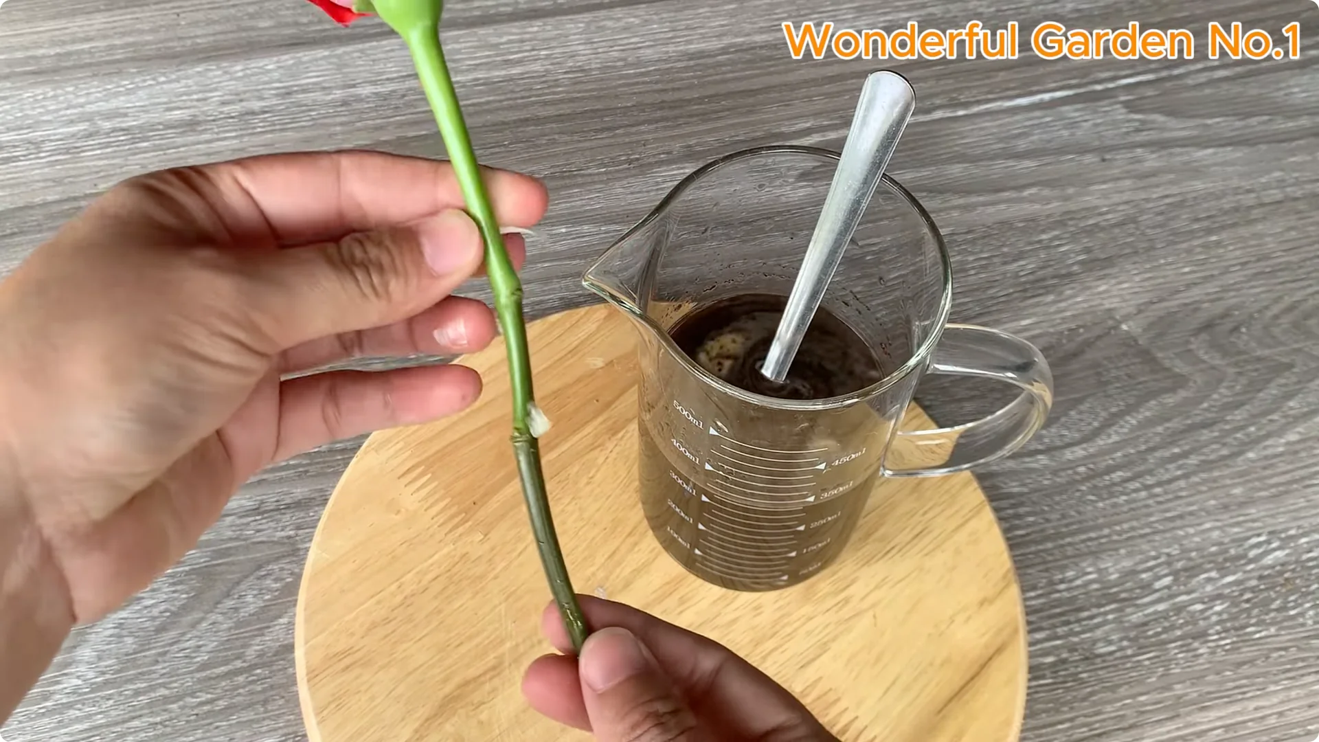 Discover This Unique Rose Propagation Method for Home Gardens screenshot 5