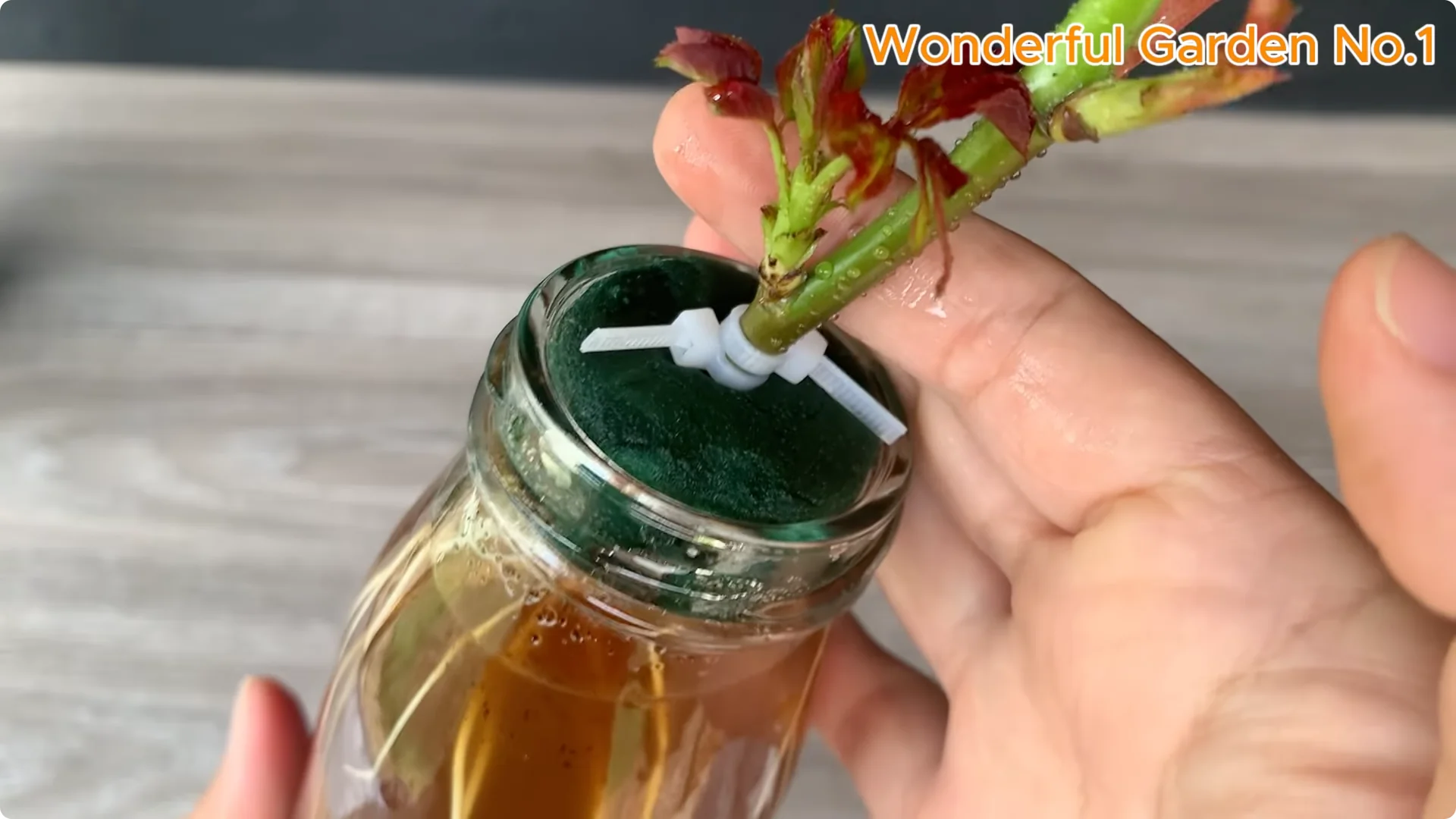 Discover This Unique Rose Propagation Method for Home Gardens screenshot 8