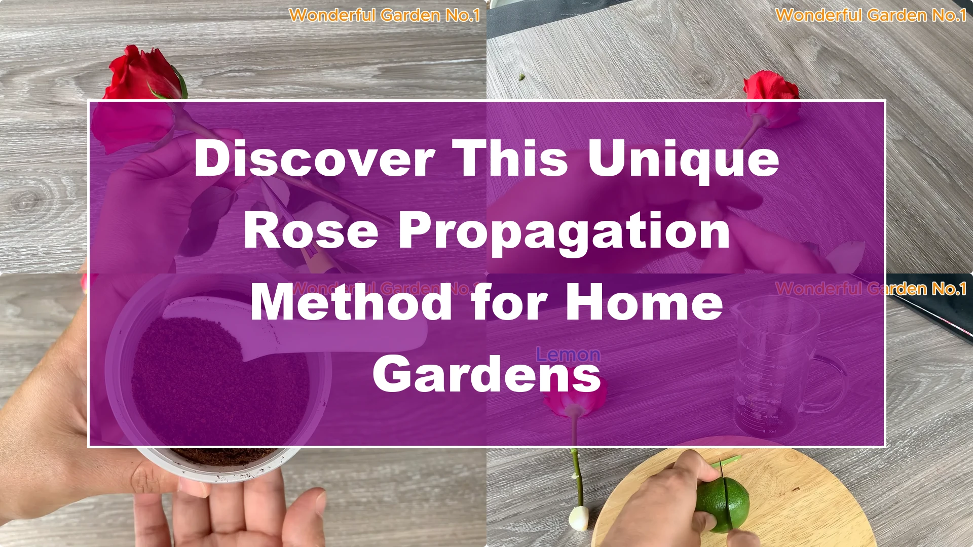 Discover This Unique Rose Propagation Method for Home Gardens - Featured Image
