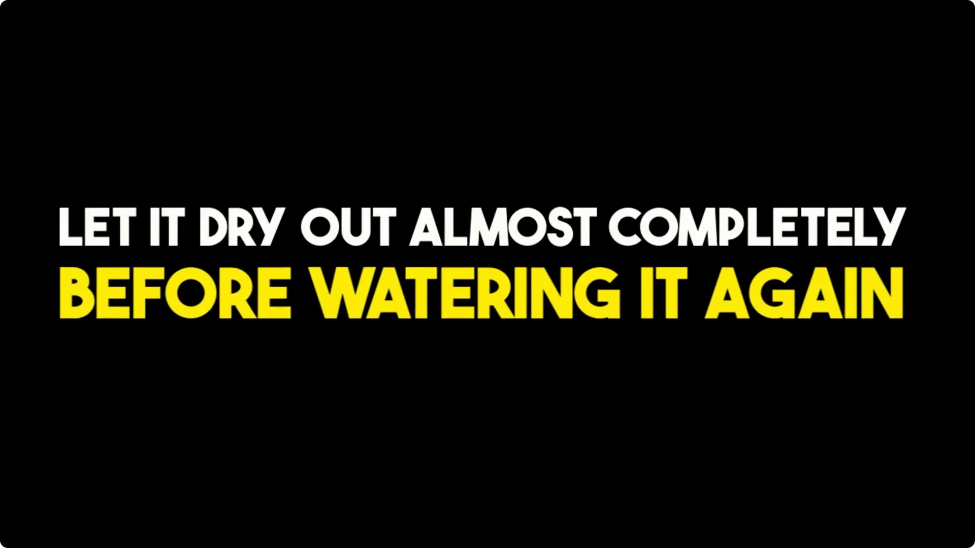 Essential Christmas Cactus Care for Blooming and Propagation screenshot 1