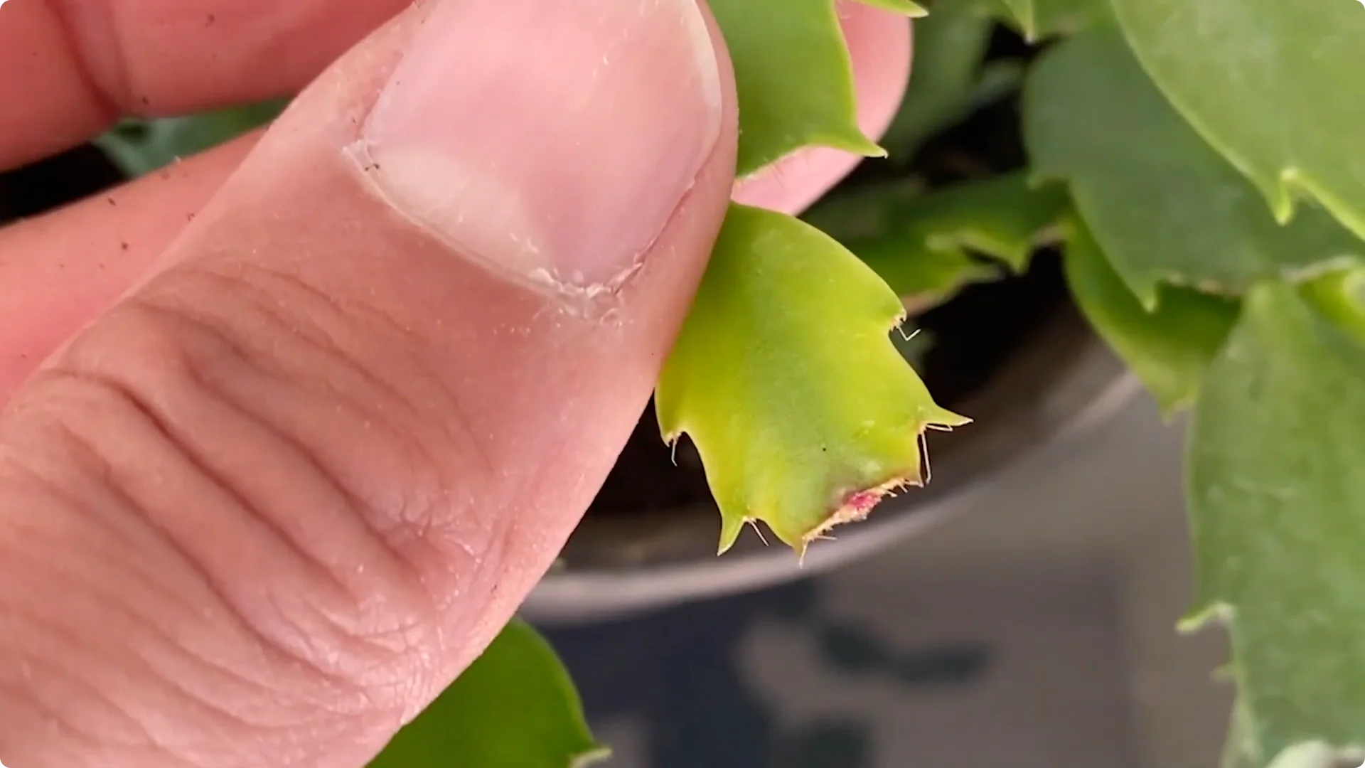 Essential Christmas Cactus Care for Blooming and Propagation screenshot 10