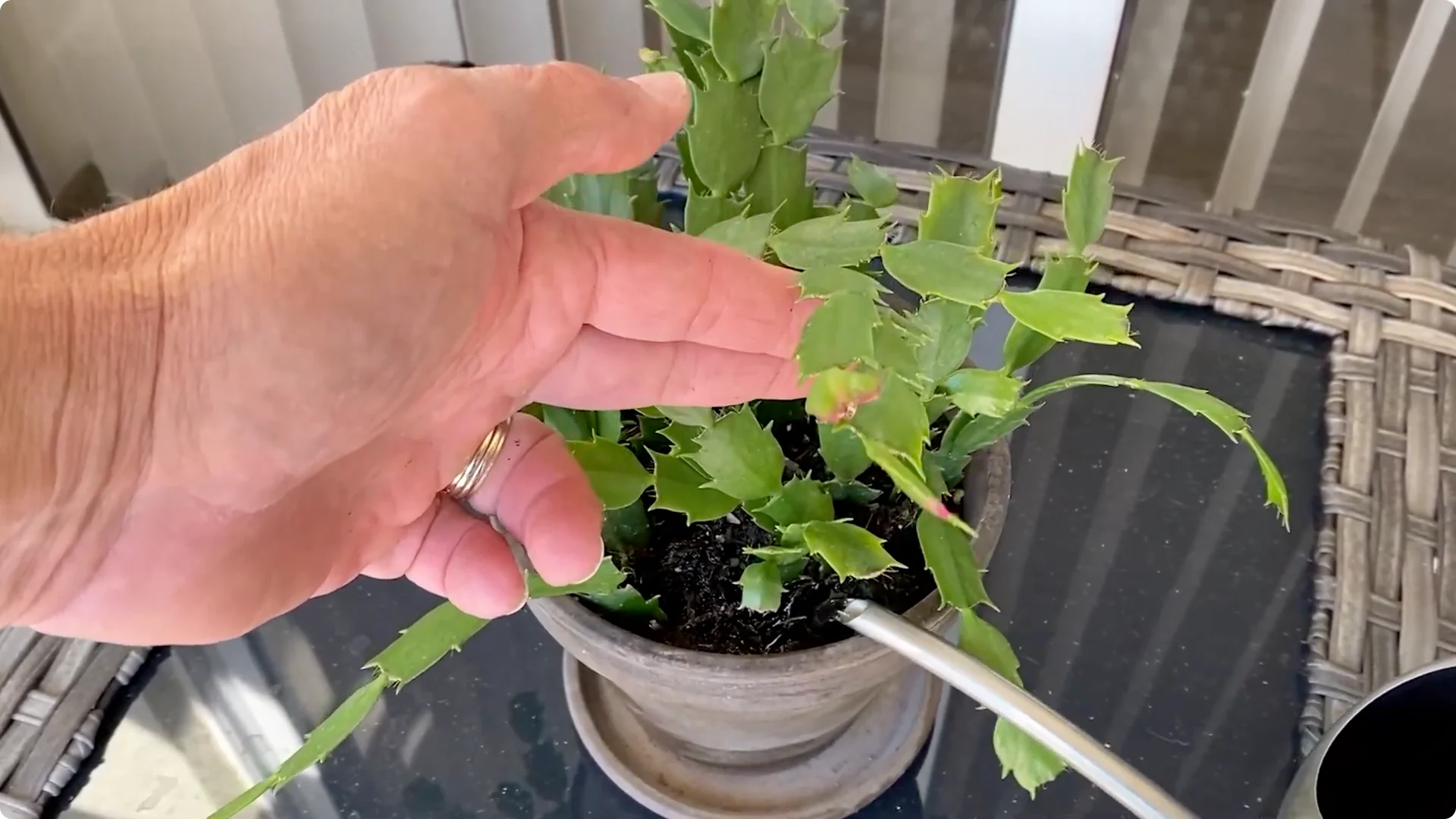 Essential Christmas Cactus Care for Blooming and Propagation screenshot 11