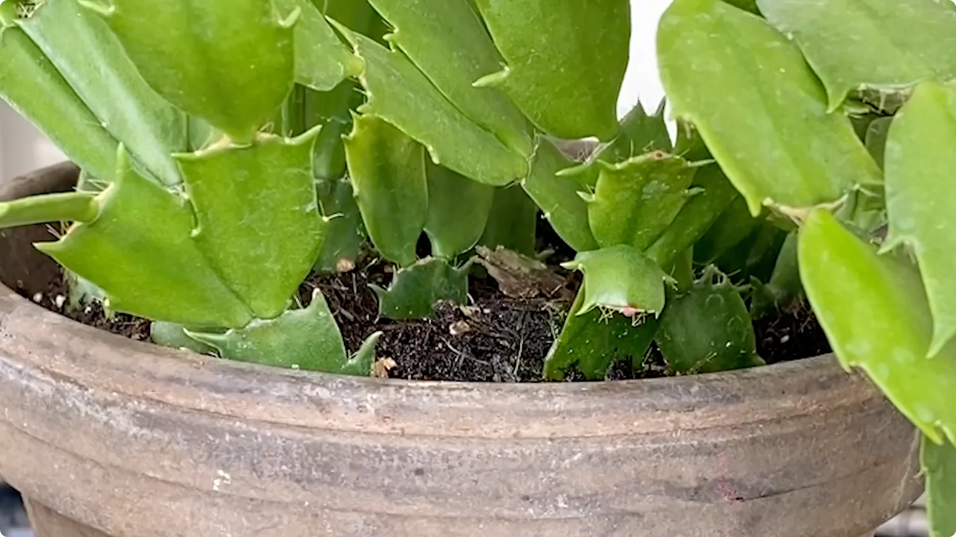 Essential Christmas Cactus Care for Blooming and Propagation screenshot 13