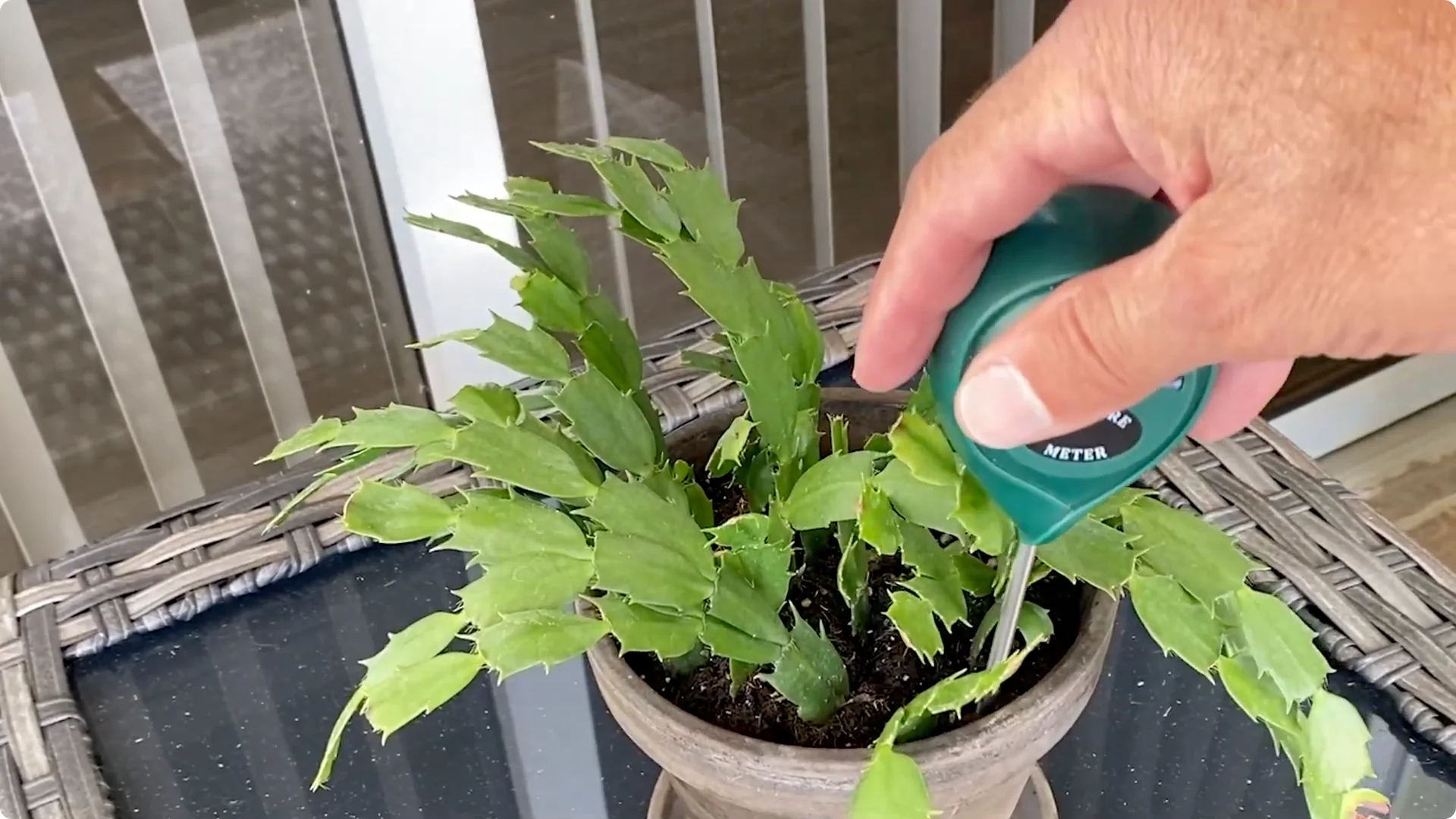 Essential Christmas Cactus Care for Blooming and Propagation screenshot 14