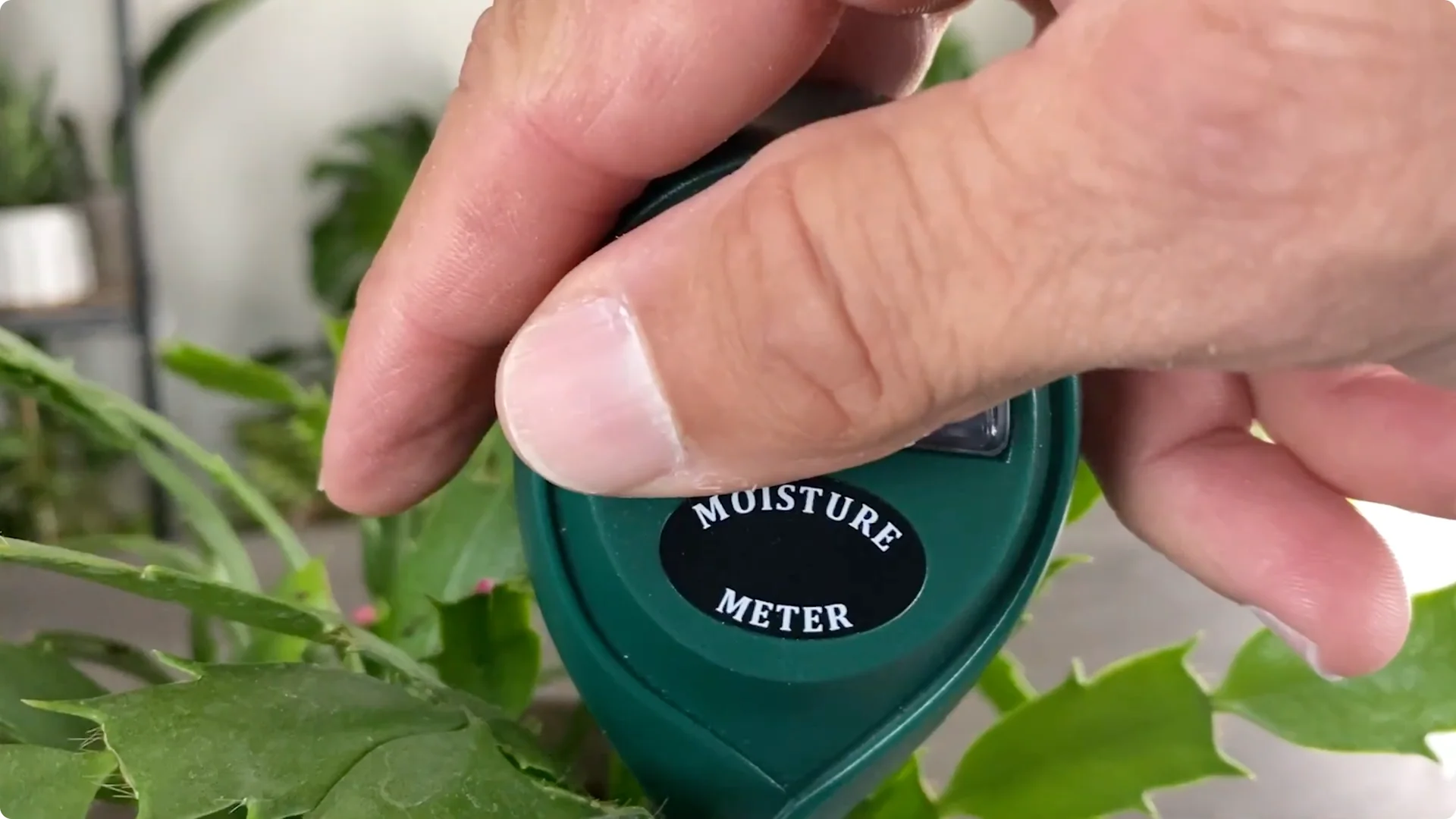 Essential Christmas Cactus Care for Blooming and Propagation screenshot 2