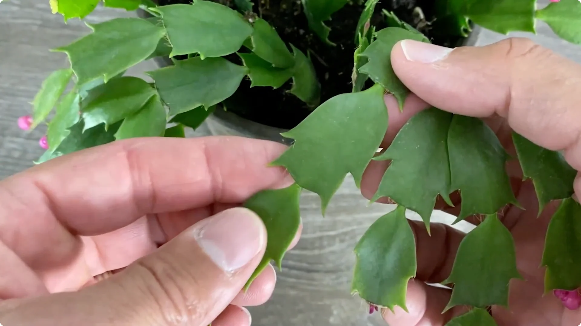 Essential Christmas Cactus Care for Blooming and Propagation screenshot 20