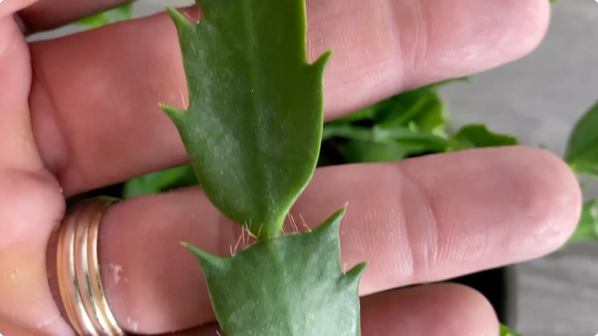 Essential Christmas Cactus Care for Blooming and Propagation screenshot 21