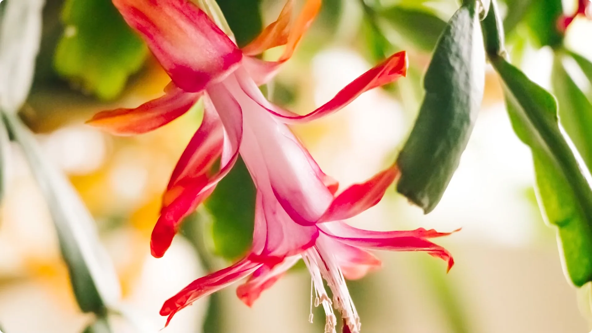 Essential Christmas Cactus Care for Blooming and Propagation screenshot 22