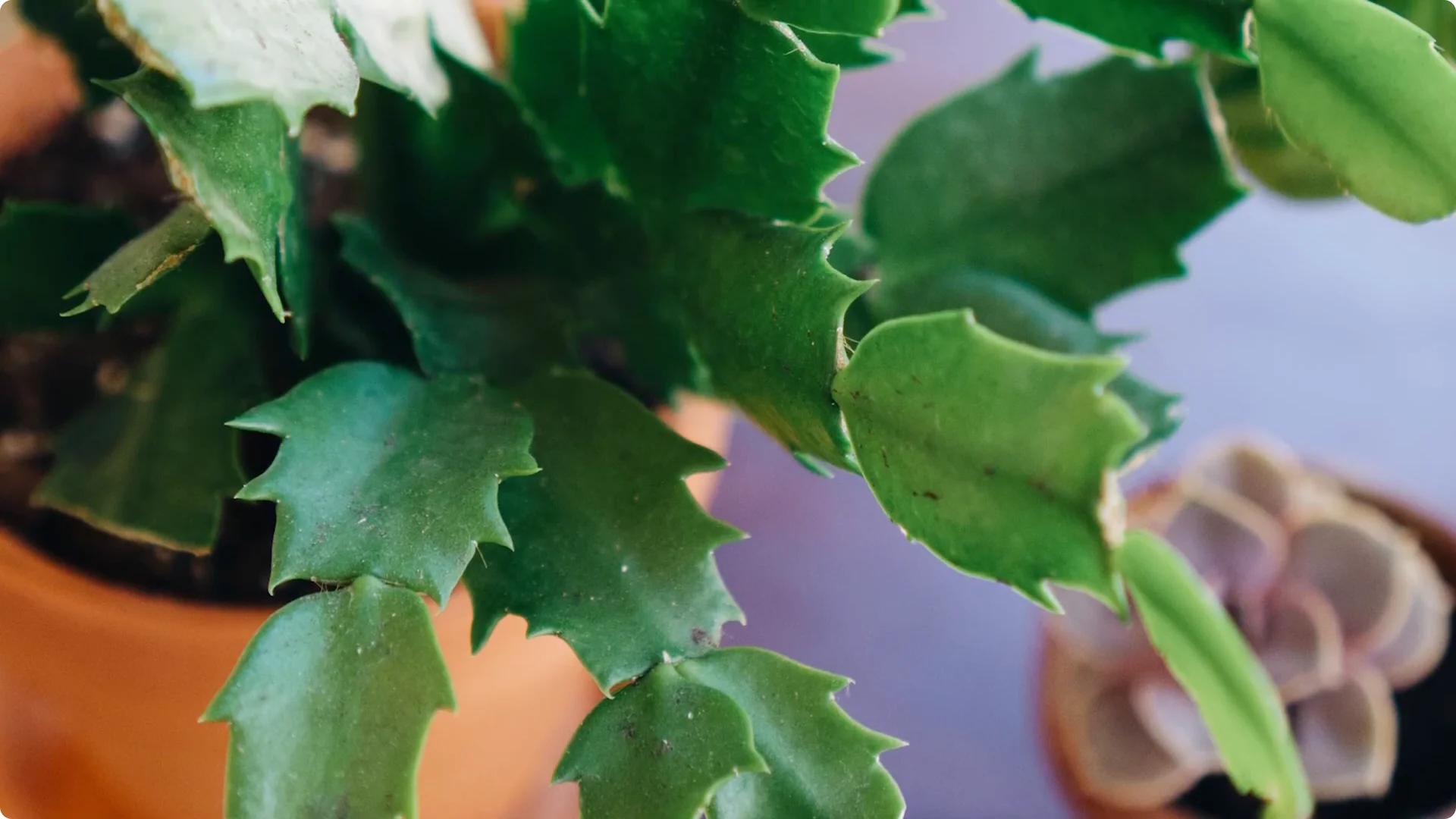 Essential Christmas Cactus Care for Blooming and Propagation screenshot 24