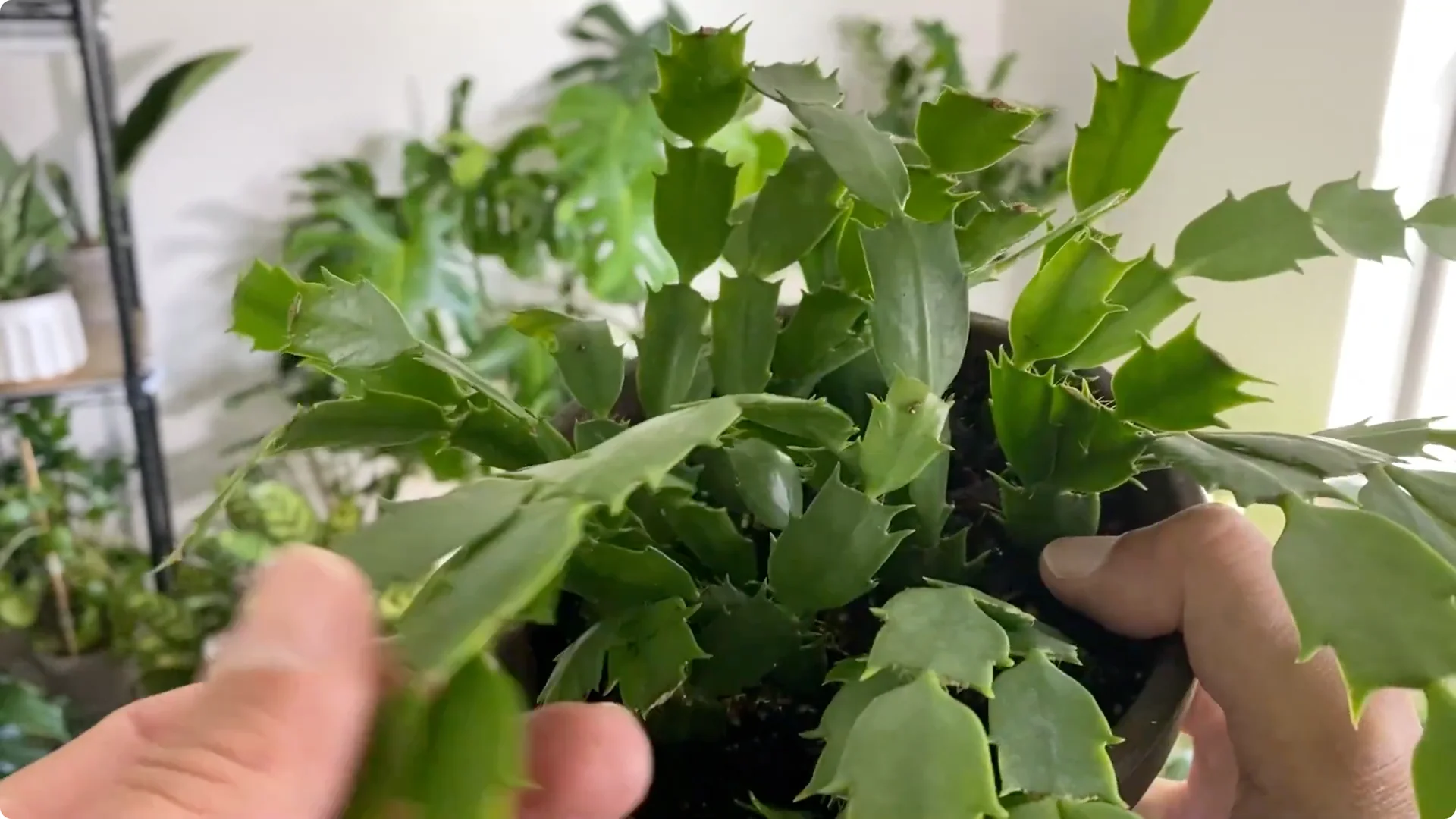 Essential Christmas Cactus Care for Blooming and Propagation screenshot 25
