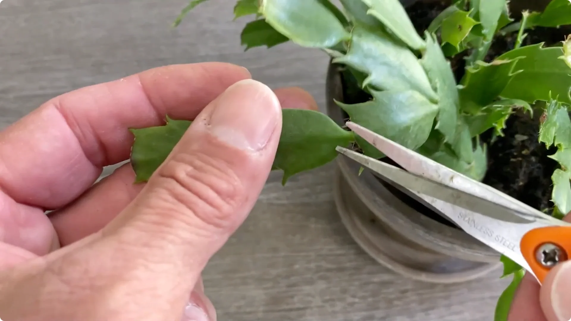 Essential Christmas Cactus Care for Blooming and Propagation screenshot 26