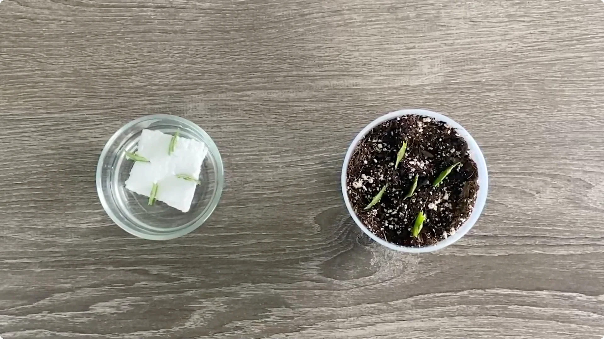 Essential Christmas Cactus Care for Blooming and Propagation screenshot 29