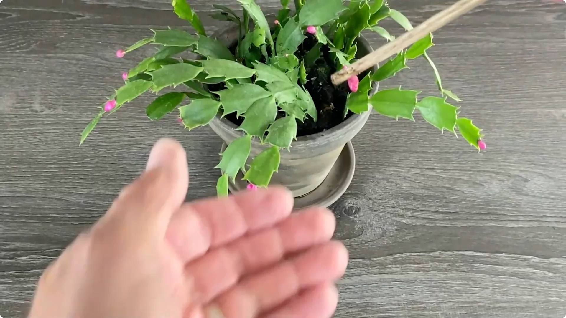 Essential Christmas Cactus Care for Blooming and Propagation screenshot 3