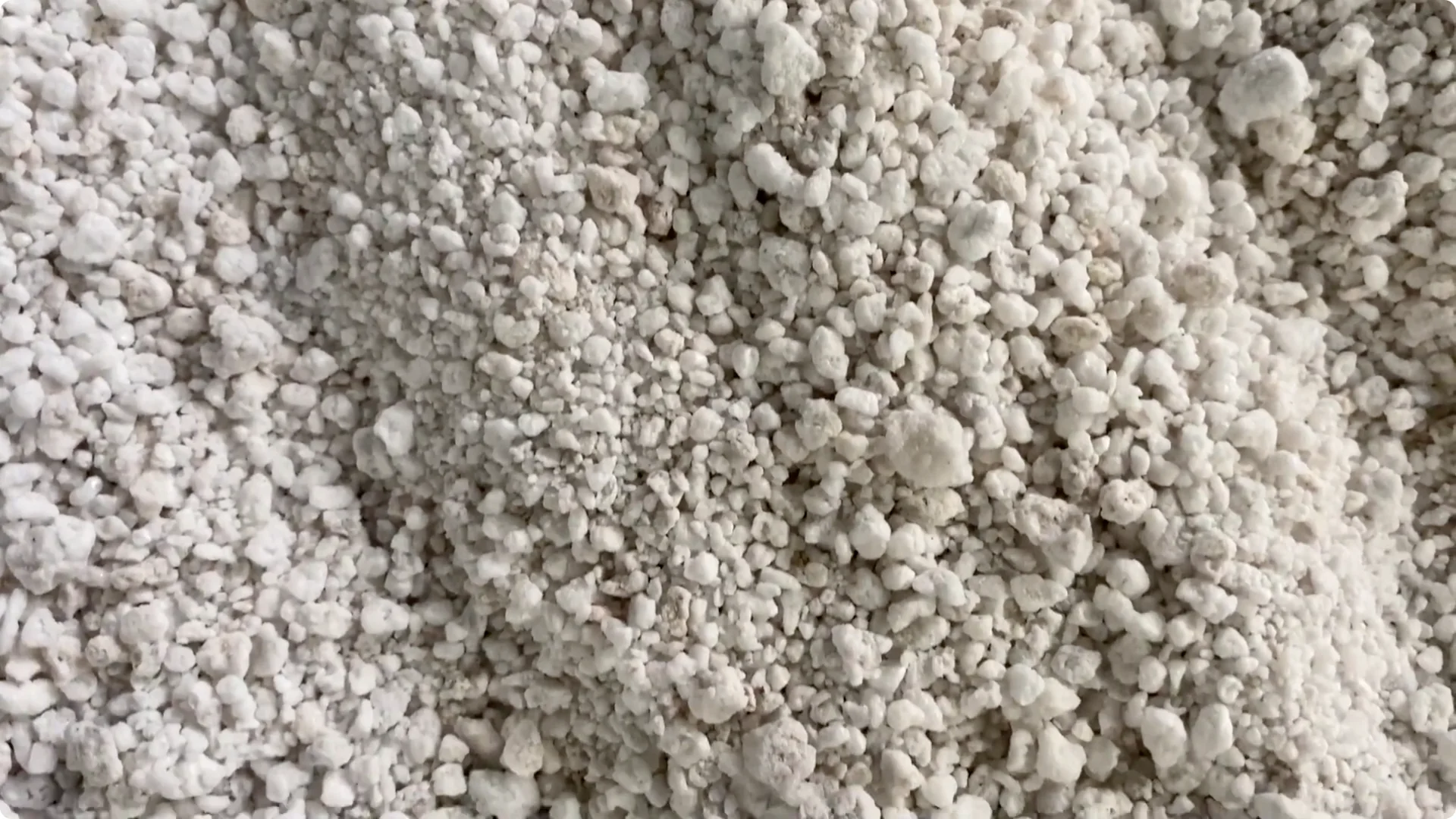 Essential Christmas Cactus Care for Blooming and Propagation screenshot 31