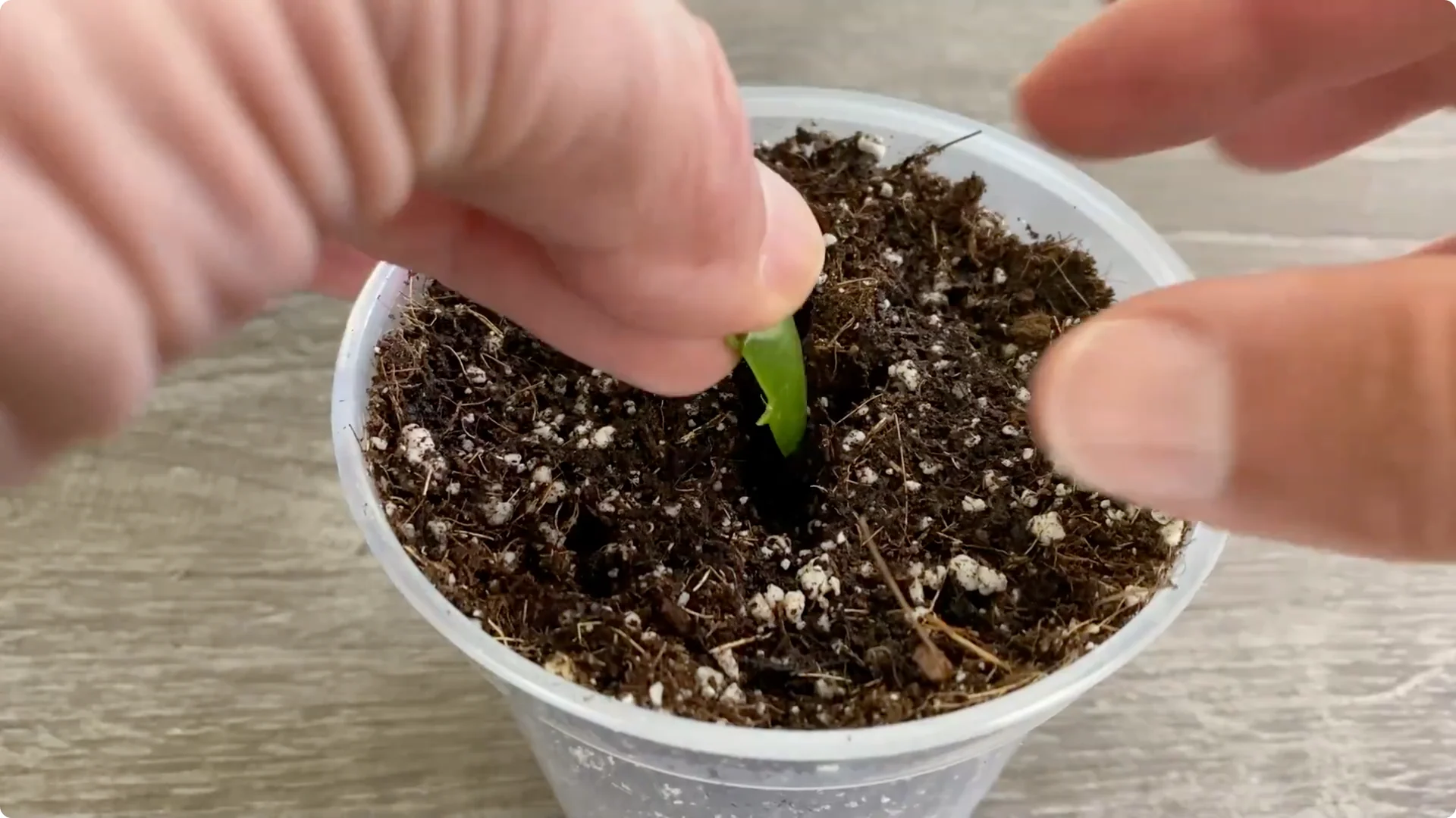 Essential Christmas Cactus Care for Blooming and Propagation screenshot 32