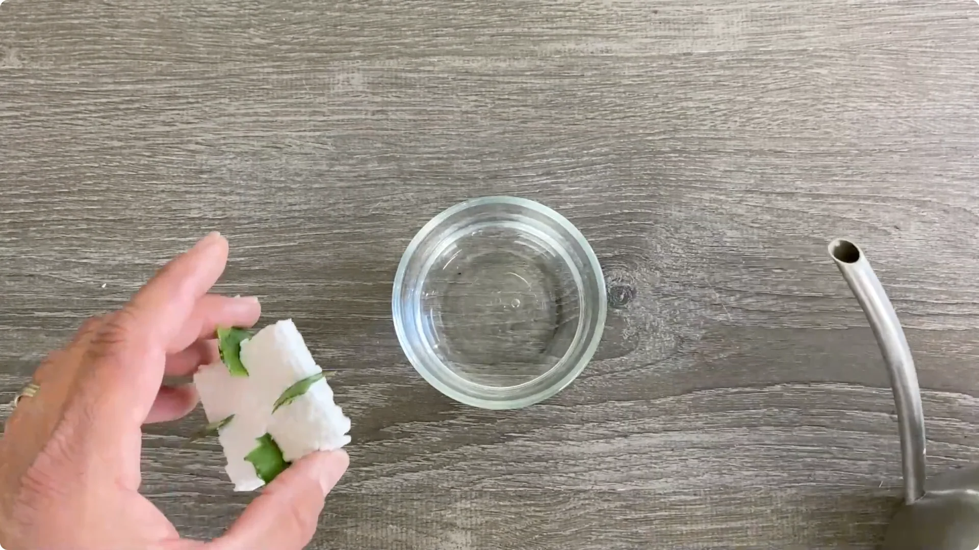 Essential Christmas Cactus Care for Blooming and Propagation screenshot 34