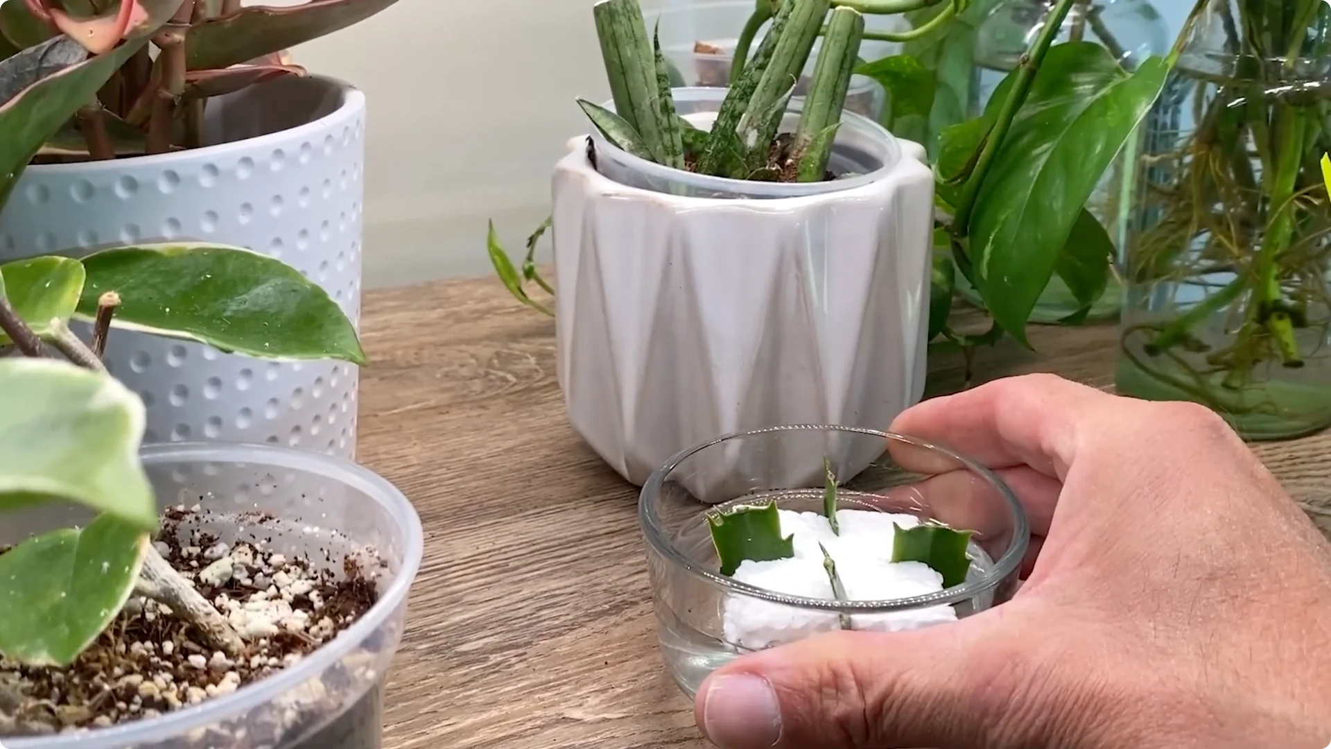 Essential Christmas Cactus Care for Blooming and Propagation screenshot 35