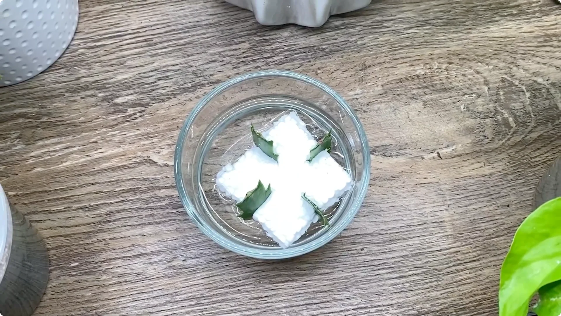 Essential Christmas Cactus Care for Blooming and Propagation screenshot 36