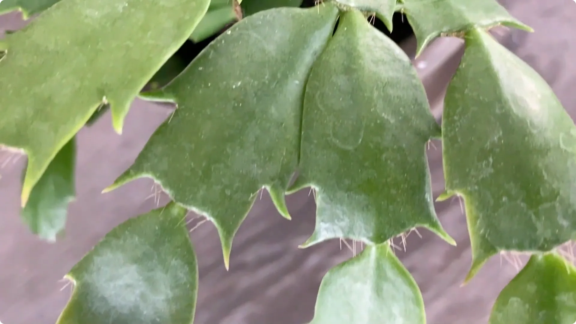 Essential Christmas Cactus Care for Blooming and Propagation screenshot 4