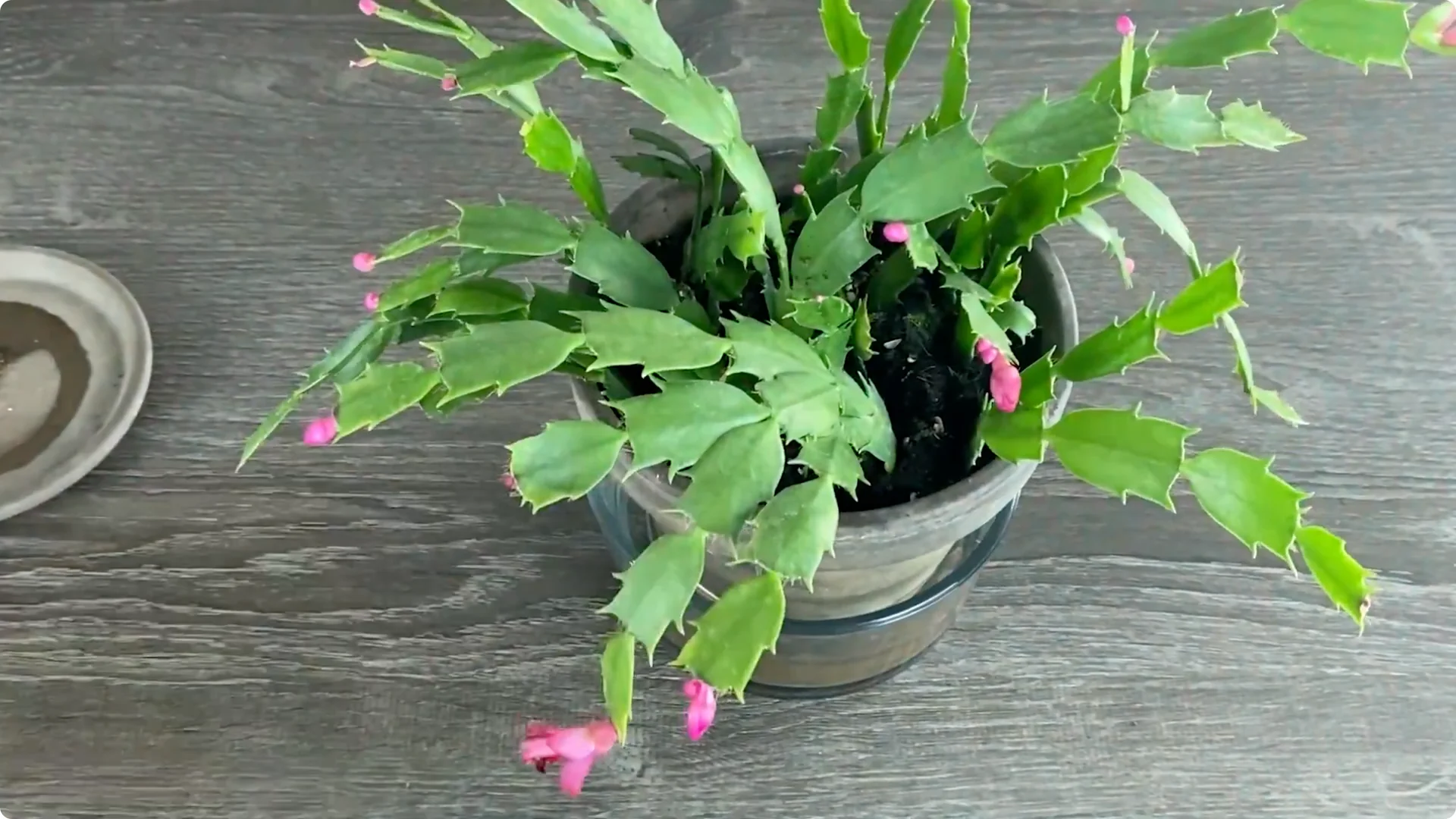 Essential Christmas Cactus Care for Blooming and Propagation screenshot 5