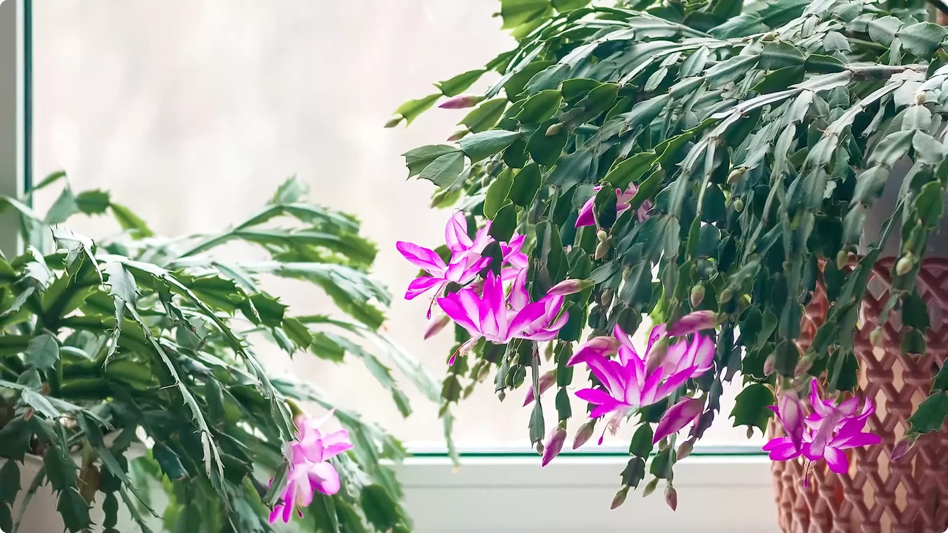 Essential Christmas Cactus Care for Blooming and Propagation screenshot 6