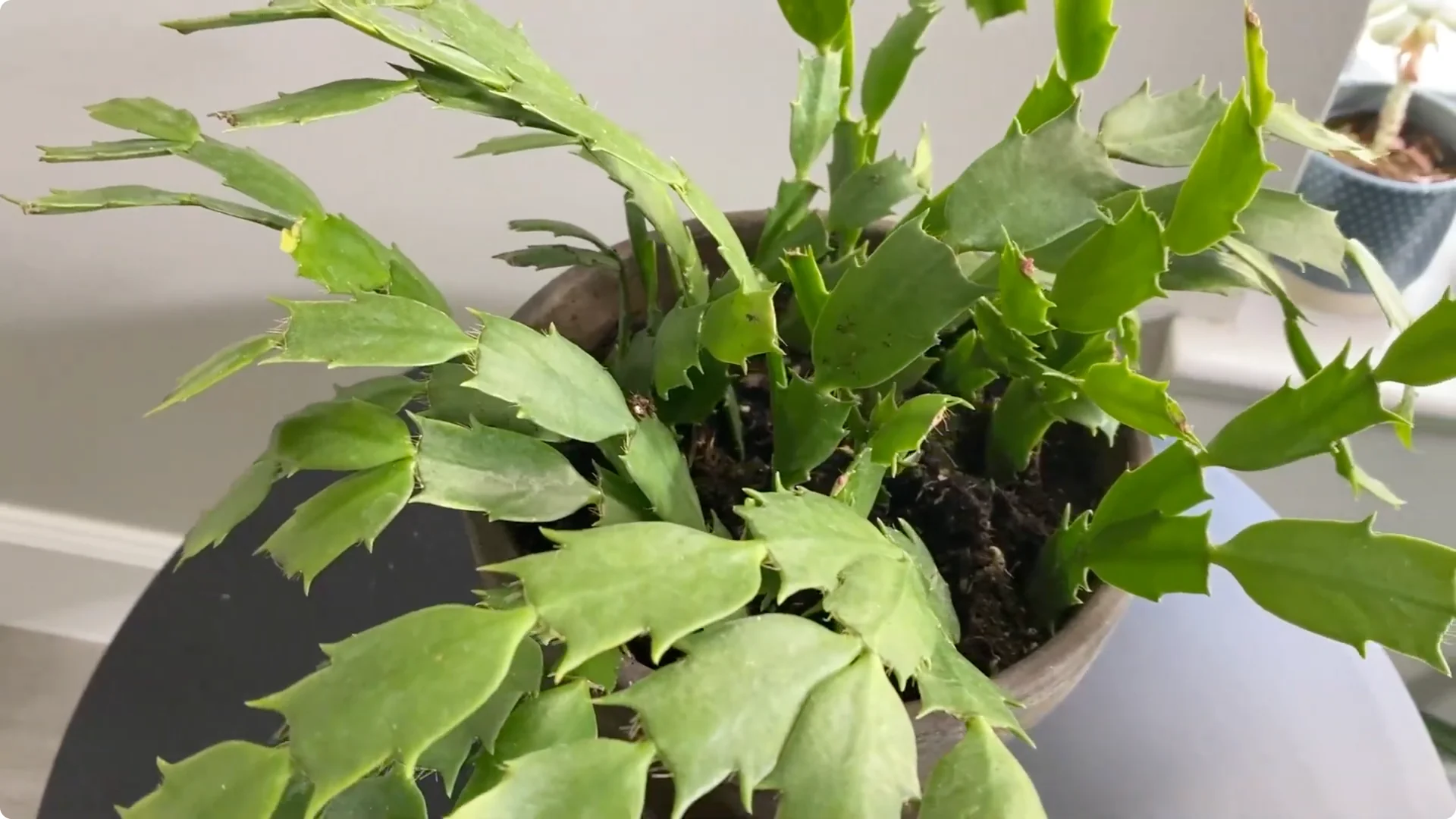Essential Christmas Cactus Care for Blooming and Propagation screenshot 7