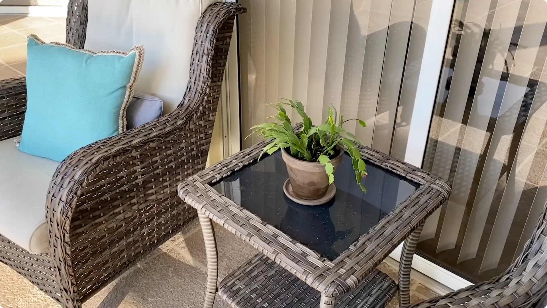 Essential Christmas Cactus Care for Blooming and Propagation screenshot 8