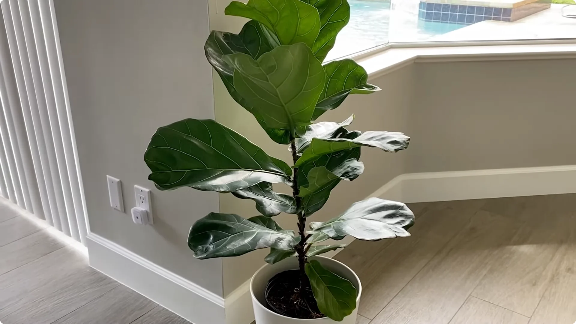 Fiddle Leaf Fig Care: 9 Essential Tips for Thriving Plants screenshot 1