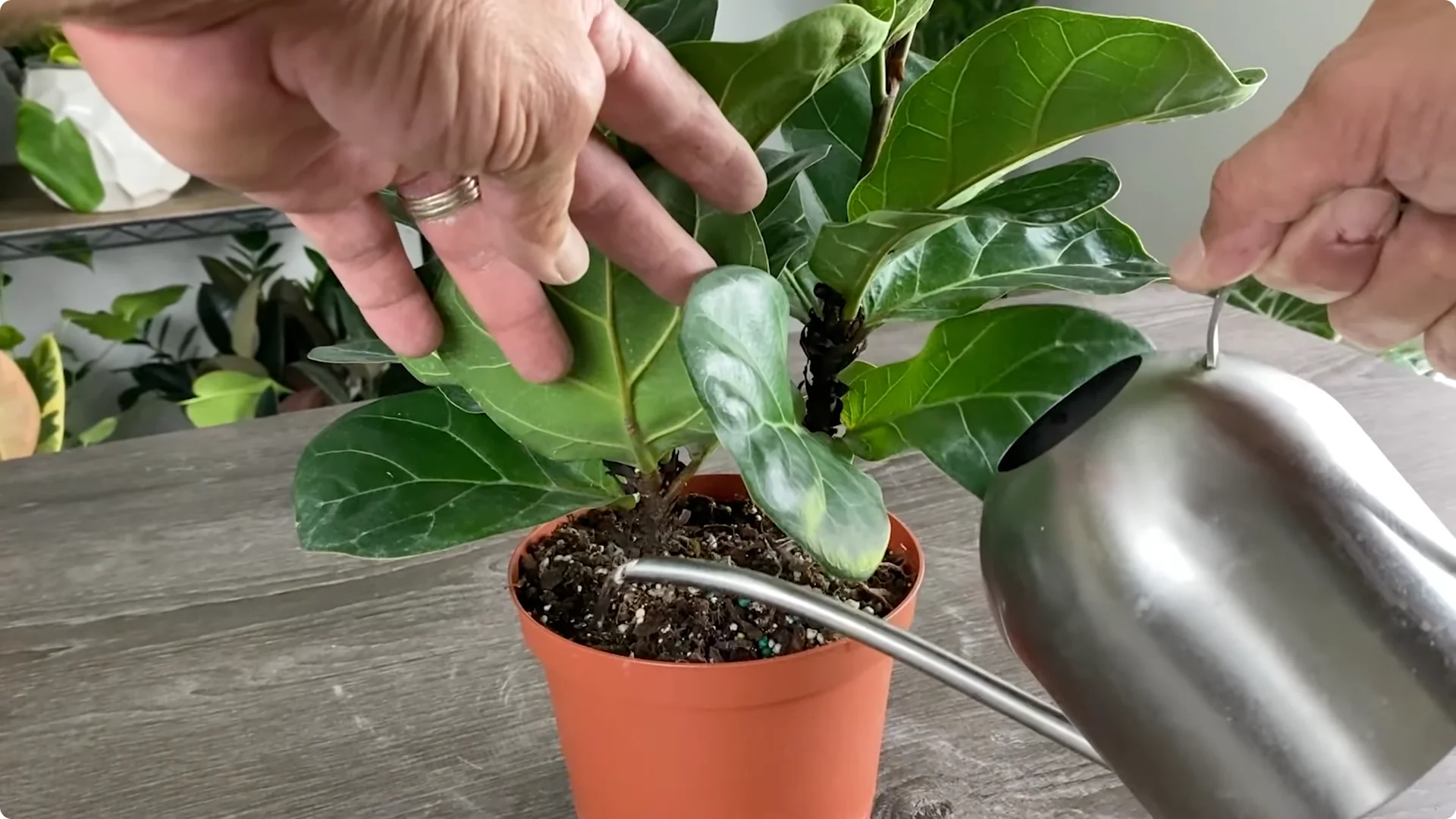 Fiddle Leaf Fig Care: 9 Essential Tips for Thriving Plants screenshot 2