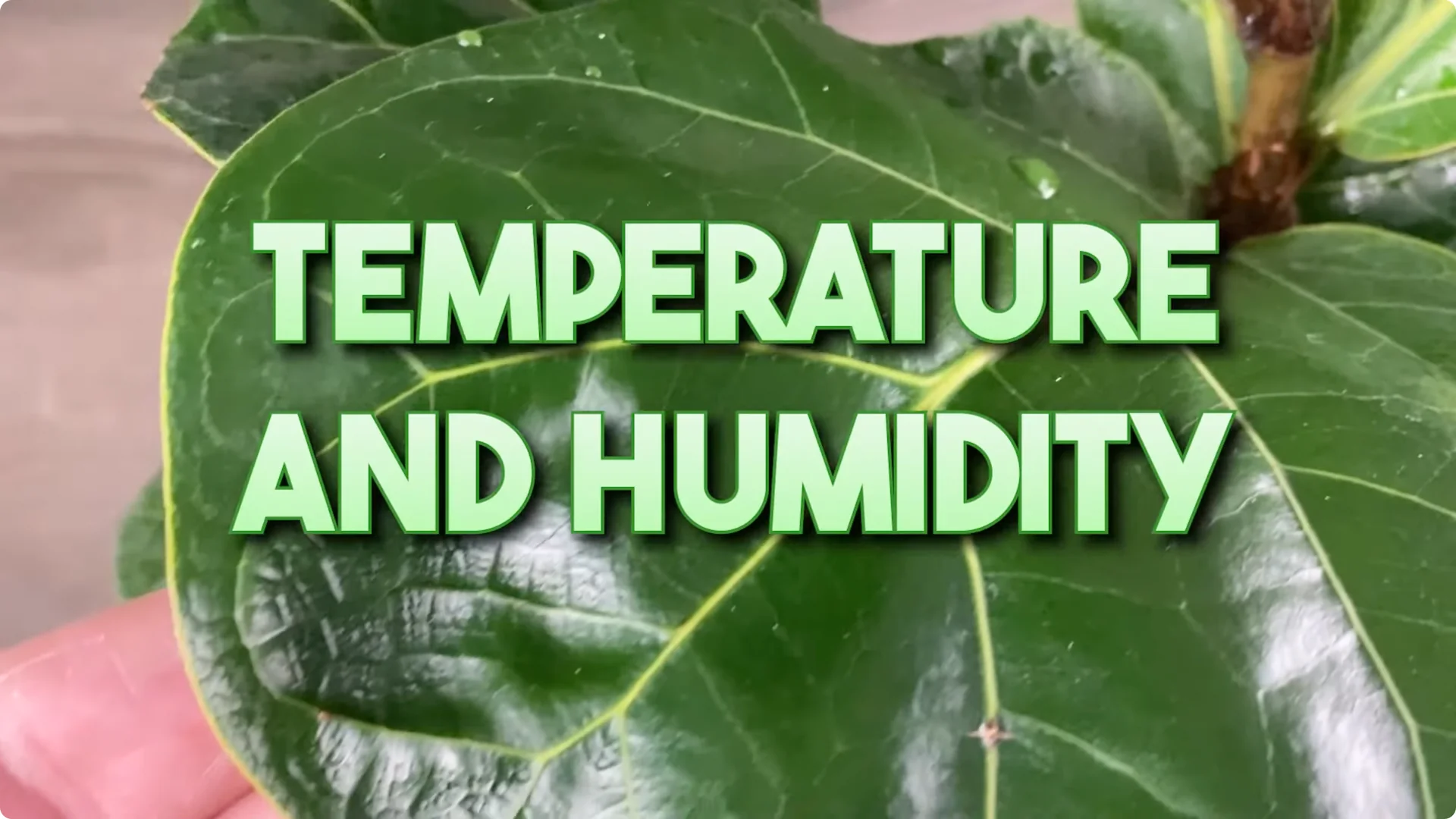 Fiddle Leaf Fig Care: 9 Essential Tips for Thriving Plants screenshot 3