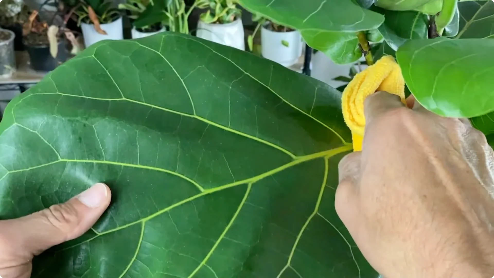 Fiddle Leaf Fig Care: 9 Essential Tips for Thriving Plants screenshot 7