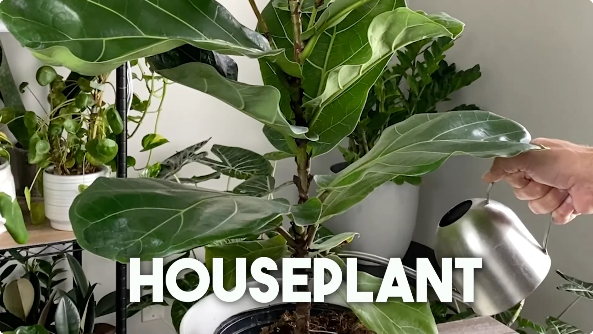 Fiddle Leaf Fig Care: 9 Essential Tips for Thriving Plants screenshot 8