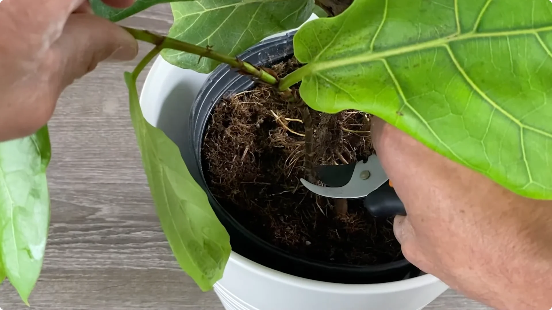 Fiddle Leaf Fig Care: 9 Essential Tips for Thriving Plants screenshot 9