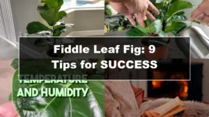 Fiddle Leaf Fig Care: 9 Essential Tips for Thriving Plants - Featured Image
