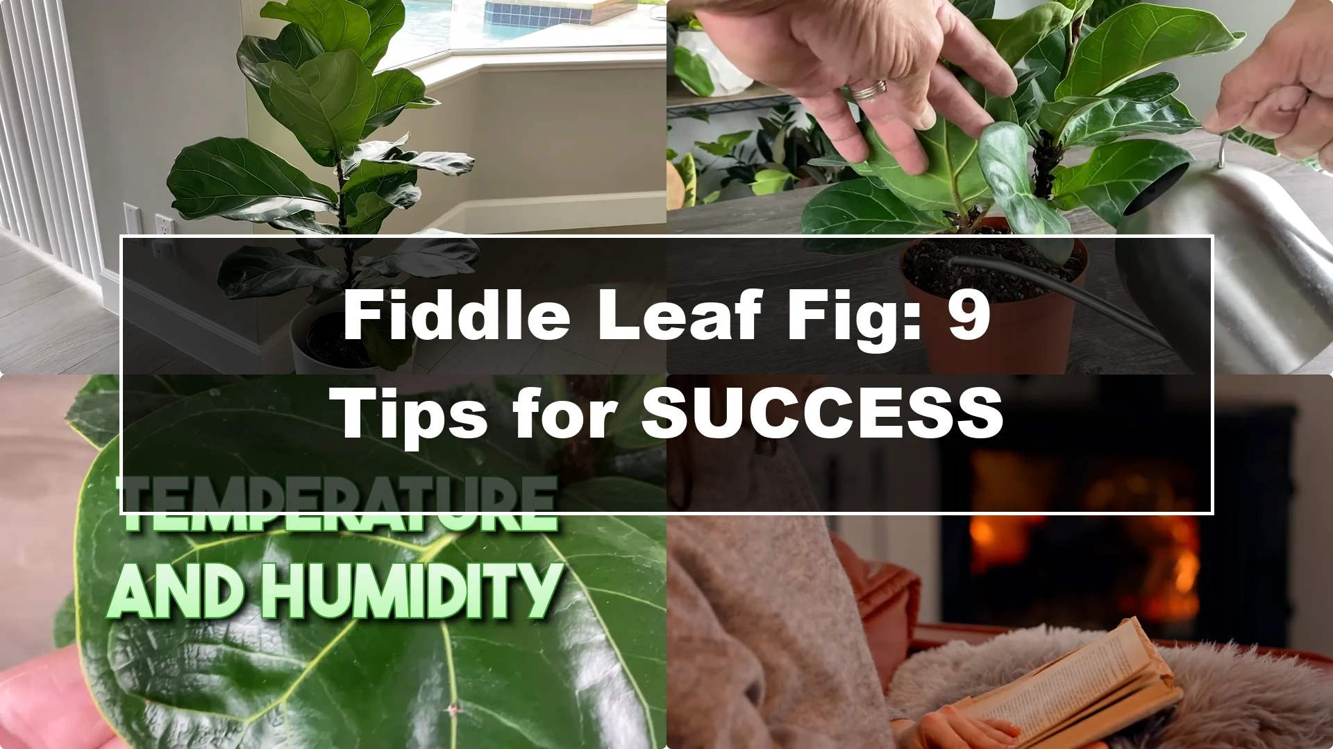 Fiddle Leaf Fig Care: 9 Essential Tips for Thriving Plants - Featured Image
