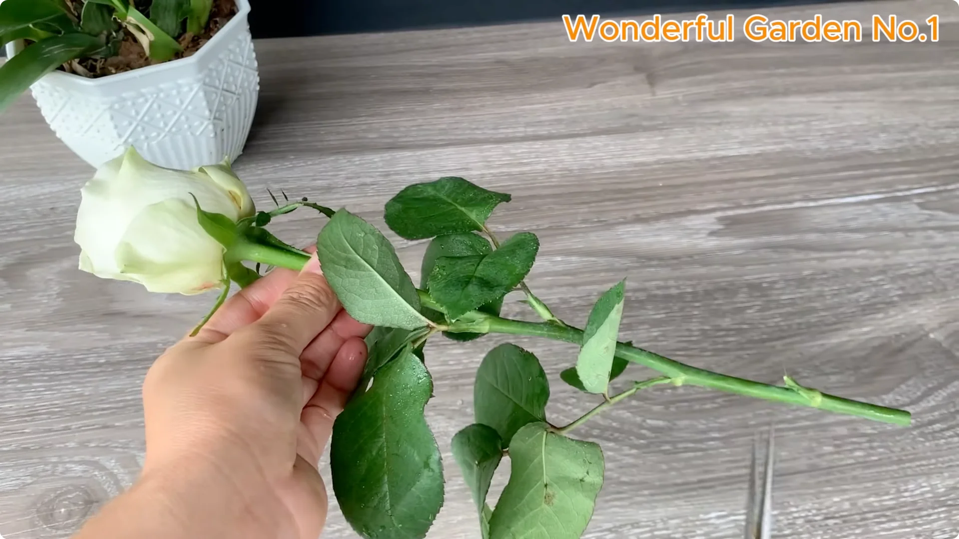 How a Rose Branch Grows 1001 Roots Overnight in an Egg screenshot 1