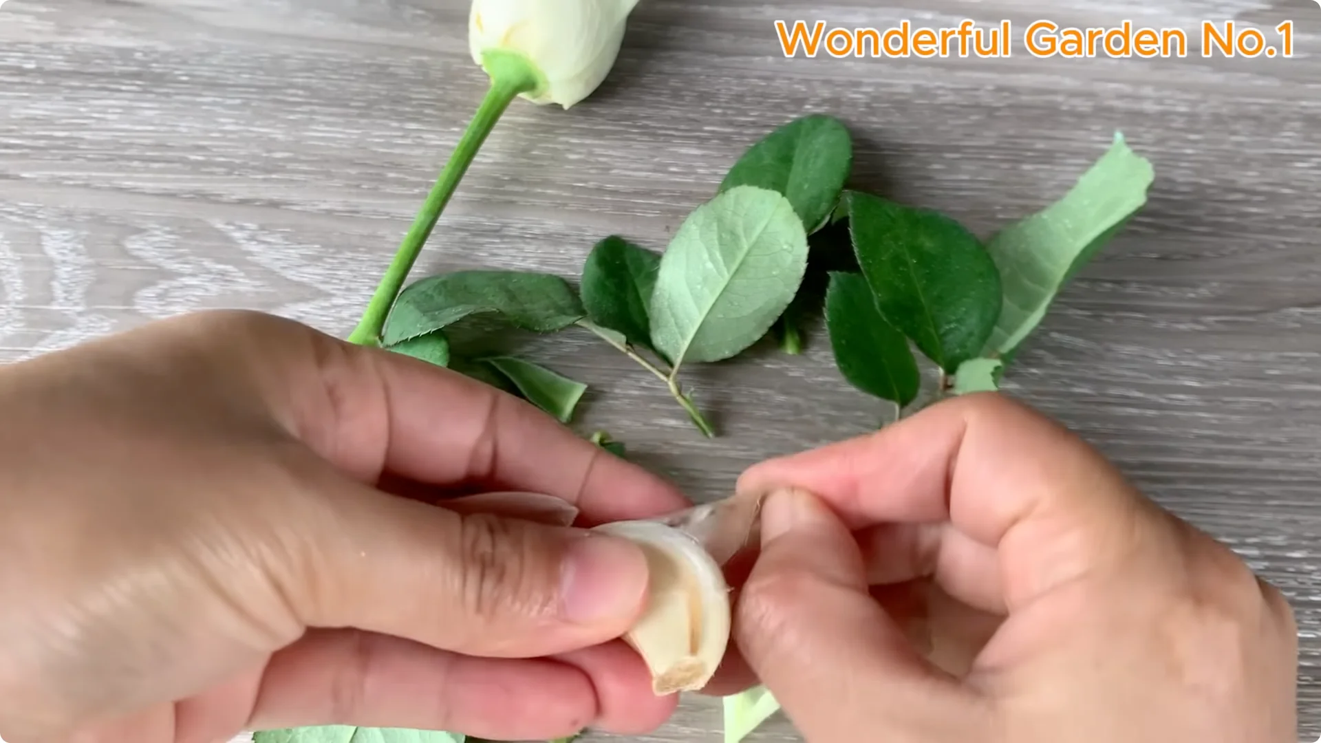 How a Rose Branch Grows 1001 Roots Overnight in an Egg screenshot 2