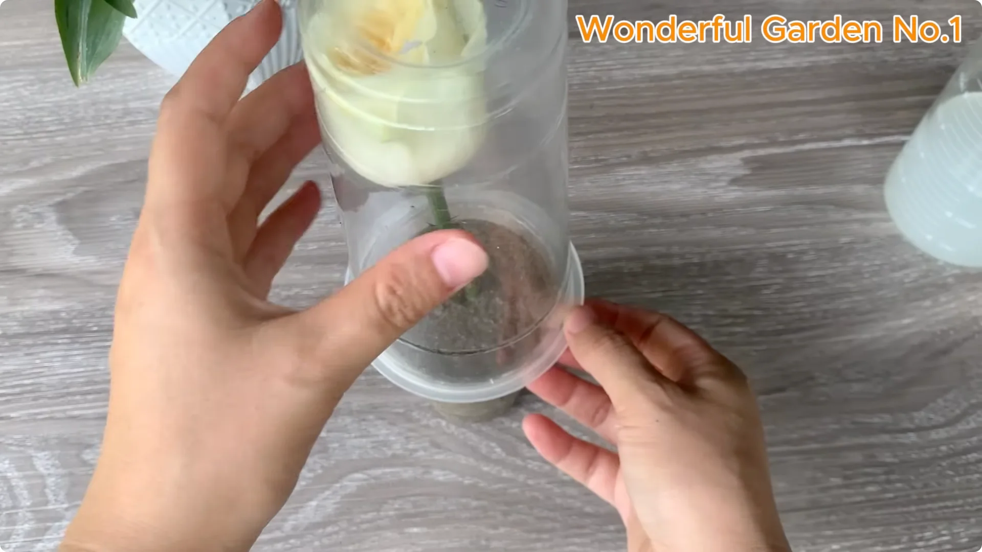 How a Rose Branch Grows 1001 Roots Overnight in an Egg screenshot 7